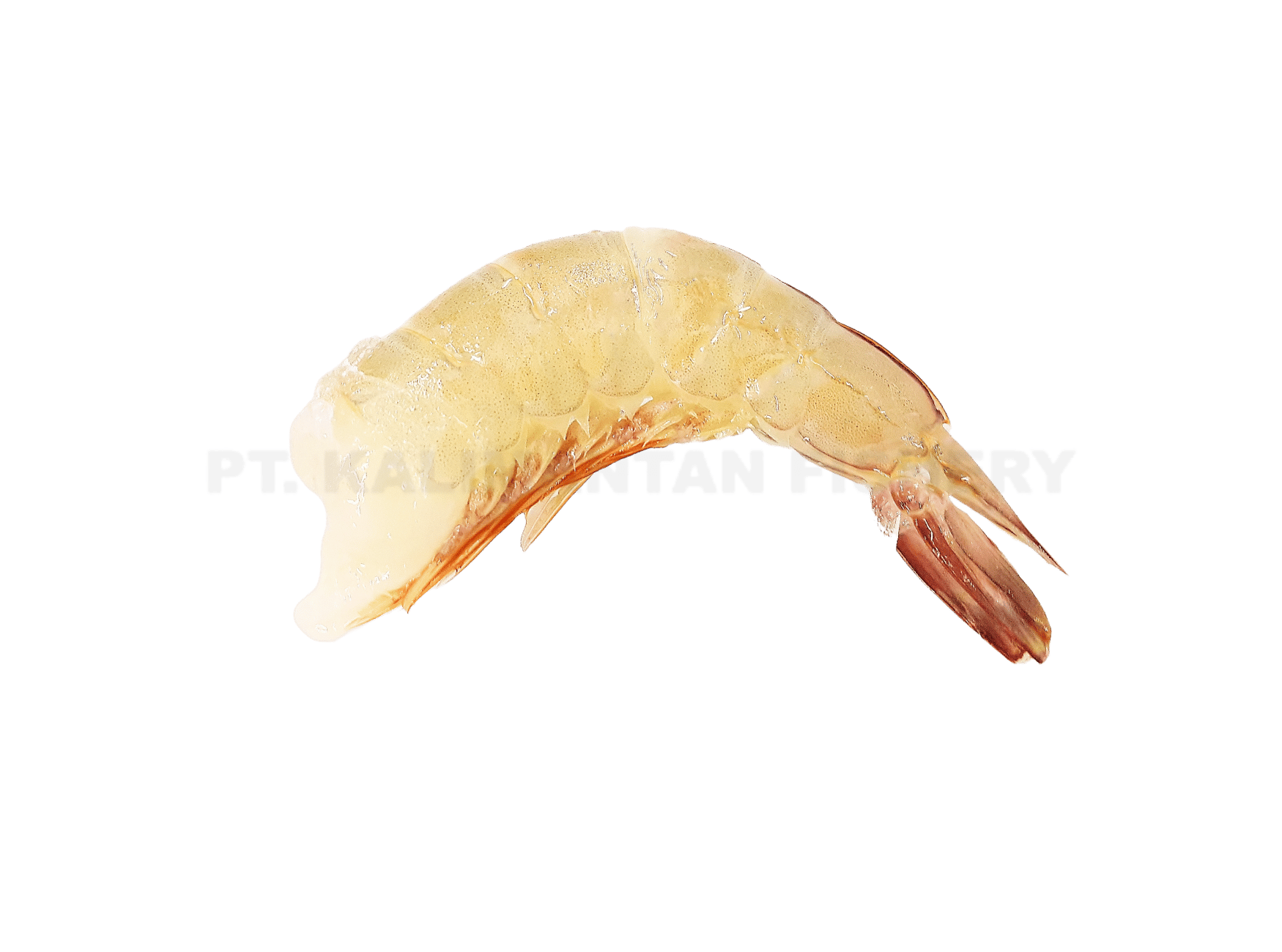 All Shrimp Catalog